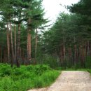 소나무숲 이미지