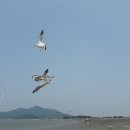 강화벤댕이