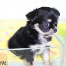 광주애견경매장 네이버블로그