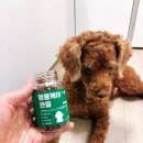 헬로멍뭉 이미지