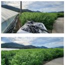 신기리농장 이미지