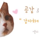 보라냐옹 이미지
