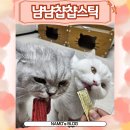 고양이츄르로 남의집 고양이한테서 환심산 후기 : 냠냠챱챱스틱