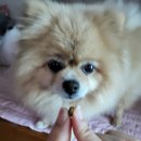 까까요 dog 이미지