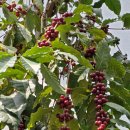 우리 나라에서도 재배되고 있는 커피열매(Coffea arabica) 이미지