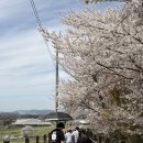 운신초등학교 | 서산 한우목장 벚꽃 실시간 후기 지금 가면 볼 수 있는 핑크빛 꽃비, 주차 꿀팁