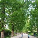 메타세쿼이아랜드 이미지