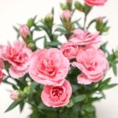 한박농원 이미지