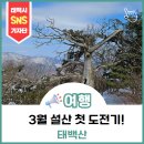 본김밥까페강산점 | 3월 태백산 설산 첫 도전기! (단종오빠도 만나고 왔음:D)