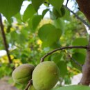 산골복숭아농장 이미지