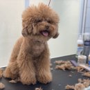 마마독스 애견호텔 이미지