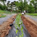 병원농장 이미지