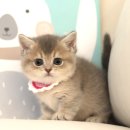 도레미캣 고양이분양 남양주 다산점 이미지