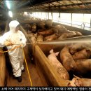 군서축산 이미지