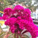 맨드라미 화단 이미지