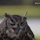 스테이 고대 이미지