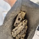 푸라닭부천옥길점 | 푸라닭 치킨 신메뉴 김미바삭 김부각 추가