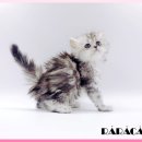 고양이 분양 제나캣 울산점 이미지