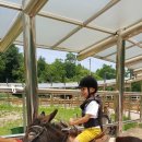 숲속 동키마을 캠핑장 이미지