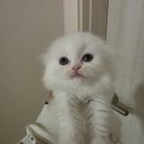 반하나카페 | 하이랜드폴드 백설이와의 첫 만남, 파주고양이분양 반하나캣 후기