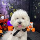 개버드 스쿨 이미지