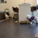 포독스1 이미지