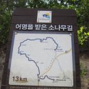 소나무호스텔
