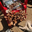 코끼리캠핑장 이미지