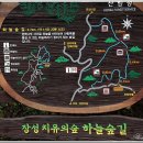 편백나무숲으로