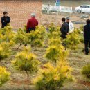 황금소나무농원 이미지