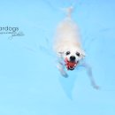 재롱이네 이미지