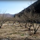 매실농장 이미지