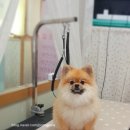 늘이쁘개 이미지