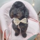 스담멍스 이미지