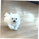 릴스퍼피 강아지분양 일산점 | 고양강아지분양샵, 퍼피에몽에서 만난 소중한 아가 후기