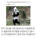 팬더 - 강남구 강남대로156길 13-4 | 팬더