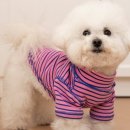 산강아지