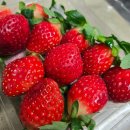 김포한강 유도관 마산점 | 김포 공구 마켓 <다파농 다파는 농부 김포마산점> 매일 올라오는 공구 상품 맛집