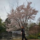 폰카로 사진 잘 찍는 방법 | 벚꽃사진 예쁘게 찍는 방법과 포즈 혼자서도 충분