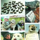 경산의 삽살개육종연구소 이미지