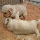 위드독스샵 이미지