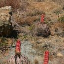 알로에(ALOE)