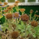 상념의 정원 이미지