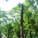 나무사이로 햇살이 이미지