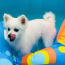 츄츄애견 이미지