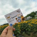 맑은세상함안점 | [여행일기][아이디어스케치여행]경상남도 함안군 강주 해바라기축제 / 26부산근교 해바라기꽃축제추천...