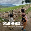 울산 아기랑 가볼만한곳 하늘목장 후기, 먹이주기만 생각했다면 완전 오산!