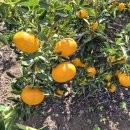 녹산2농장 이미지