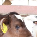 치즈체험장 이미지