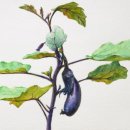 가지와나니 이미지